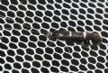 Athripsodes sp.